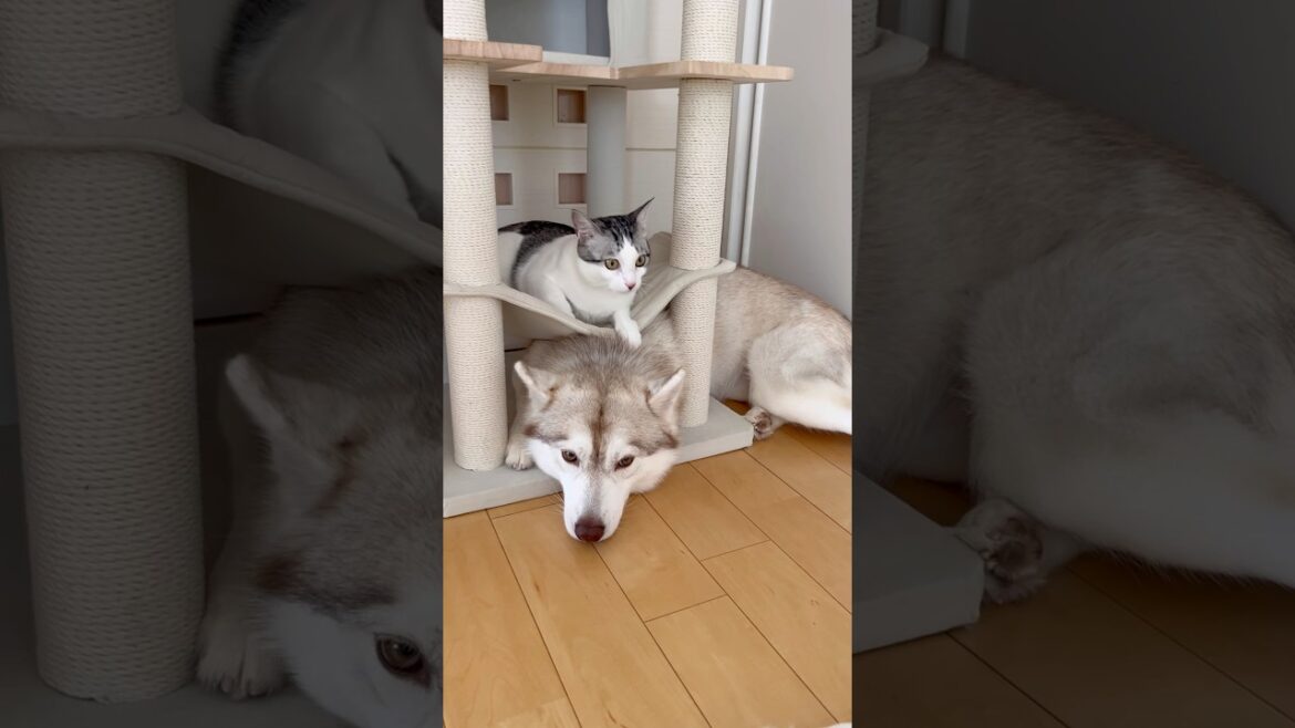 猫ファーストのハスキー #シベリアンハスキー #ハスキー #猫