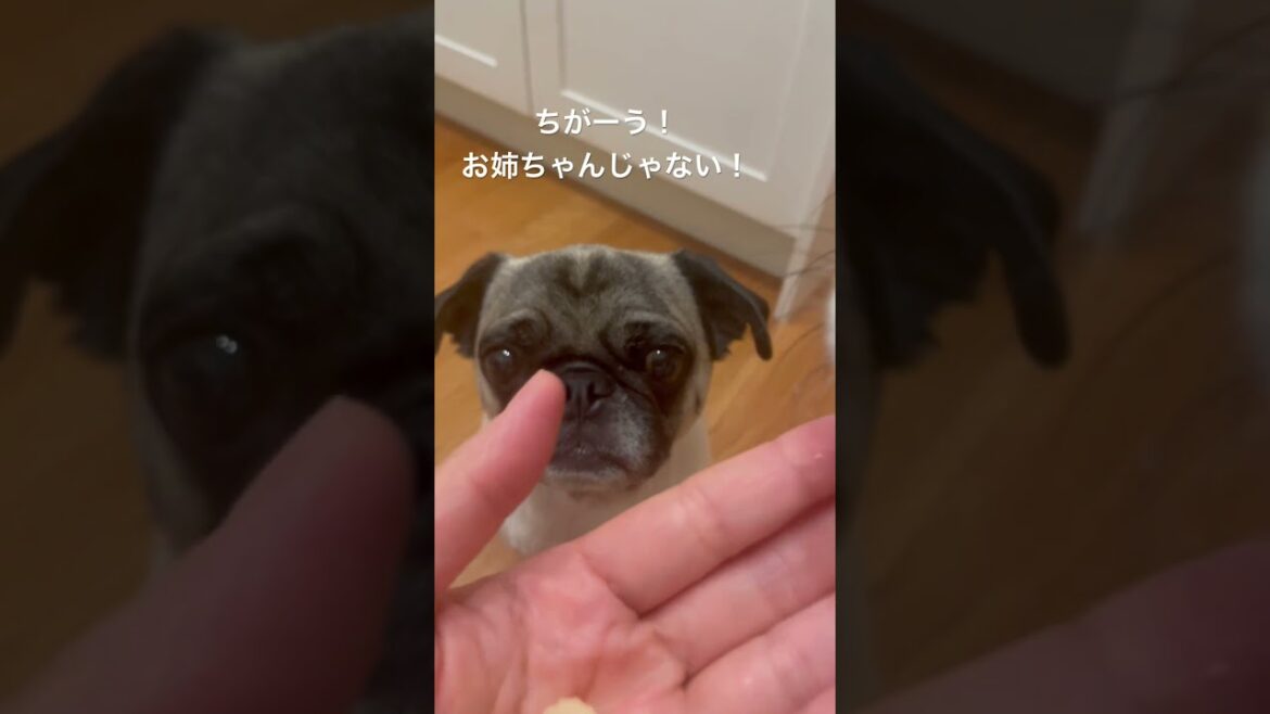 アポキル#パグ #パグ太郎 #pug #保護犬 #犬のいる生活 #アトピー #投薬 #多頭飼いの日常 #ぱぐ #shorts