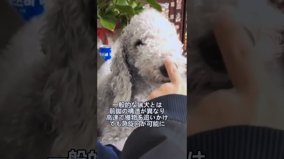 ペットにしたい犬の紹介 #ベドリントンテリア #犬好きさんと繋がりたい #犬のいる暮らし #図鑑 #dog