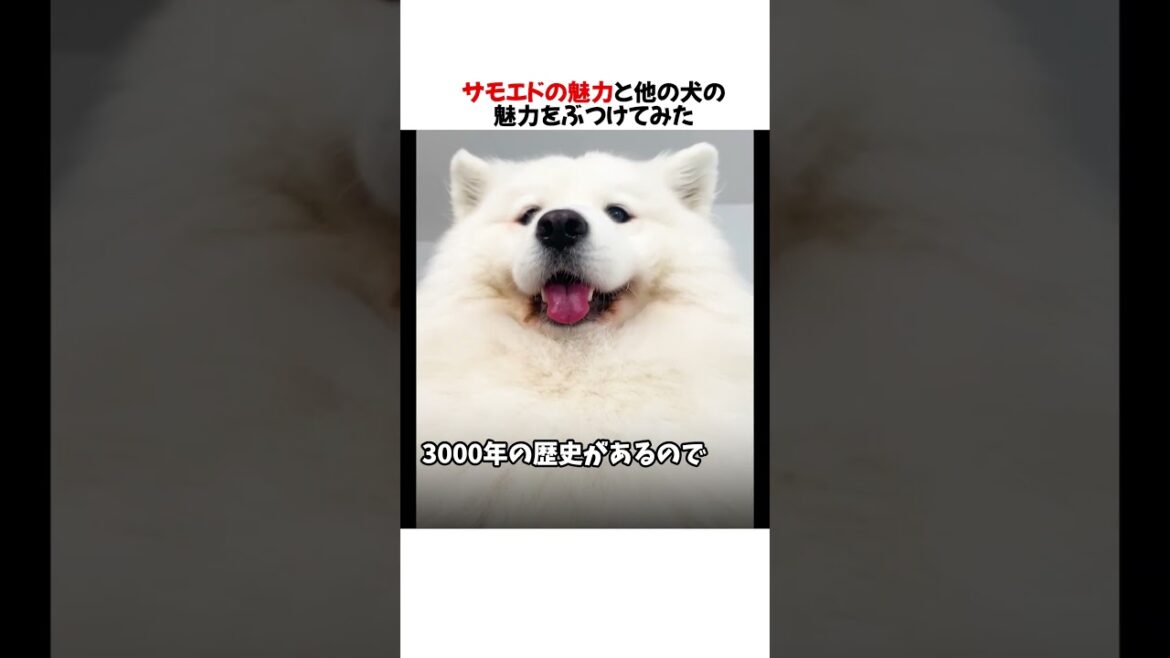 サモエドの魅力と他の犬の魅力をぶつけたらとんでもないことになったｗｗｗ