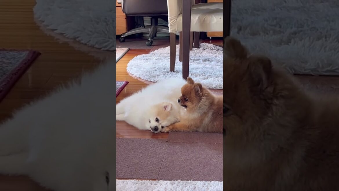 やる気のない息子に喝を入れる母親のよう #shorts #ショート動画 #ポメラニアン #元保護犬 #デカポメ #pomeranian #可愛い #癒し #cute #親子ではない #かわいい犬