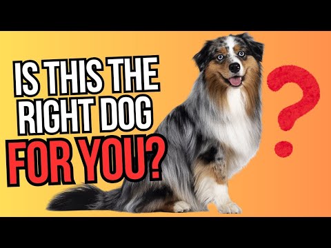 Australian Shepherd: Is This the Right Dog for You? Everything You Need to Know! Australian Shepherd: Is This the Right Dog for You? Everything You Need to Know!