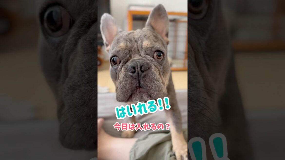 口ばっかり達者な犬w #shorts