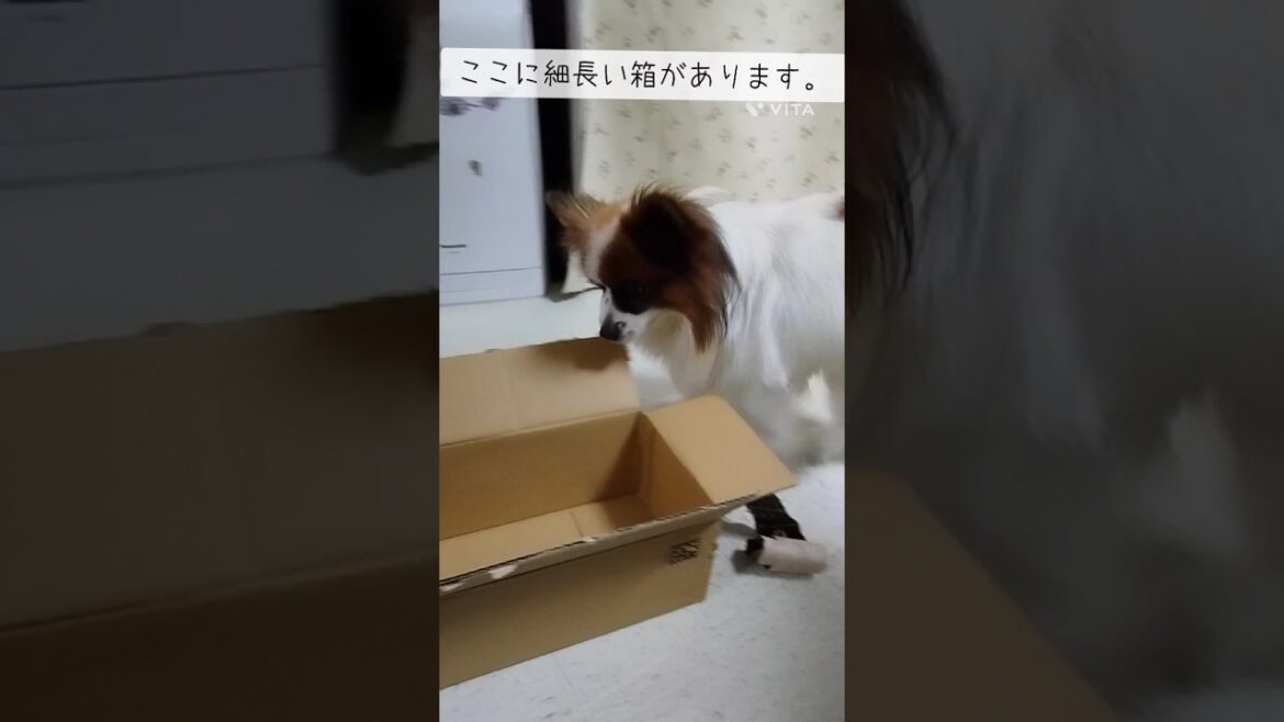細長い箱に入りたいパピヨン【パピヨン】
