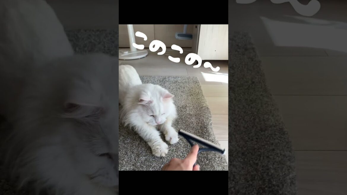セリアしゃんの毛取りブラシ、すごいにゃよ〜！ #マンチカン