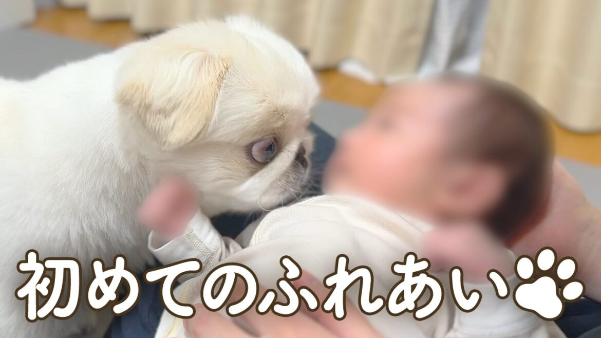 赤ちゃんと初ふれあい！ペキパグの反応が意外すぎた。【ペキニーズとパグ/ミックス犬/pekingese pug】