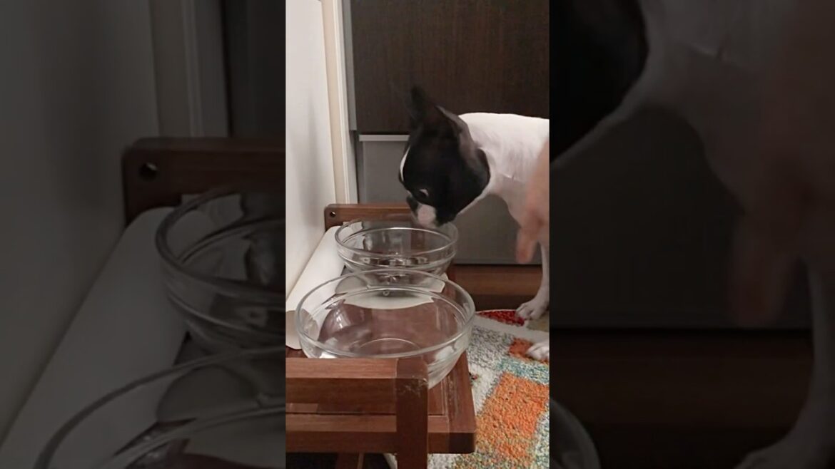 おはよう！メルの朝ごはん #ボストンテリア #ボステリ #bostonterrier