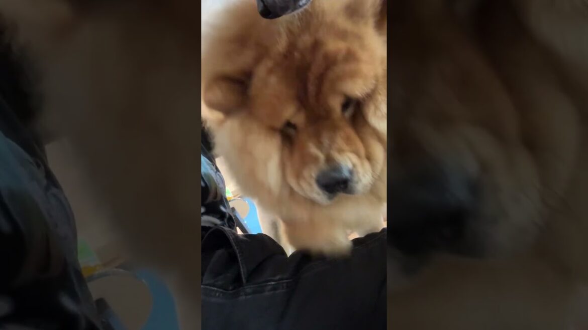 雷が怖すぎる35kgのチャウチャウ【大型犬】＃Shorts