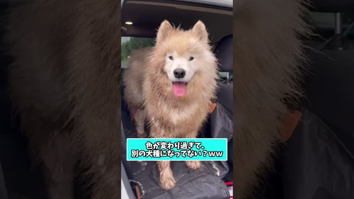 仕事で疲れた皆に贈る笑いと癒しのサモエド5選ww　#サモエド #サモエドスマイル #笑える #癒し #大型犬のいる生活 #元気になる動画