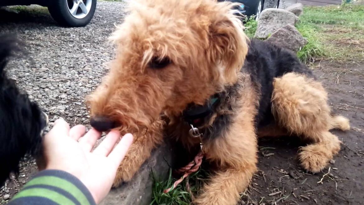 エアデールテリア、マックス！犬躾、スコティッシュテリアに襲われてタジタジ