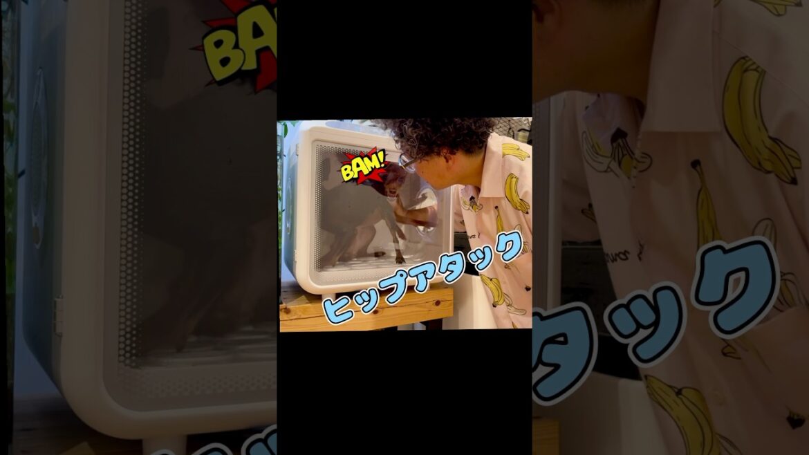 【喧嘩⁉️】せまい場所でおやつを自慢した犬【ワンプロ】#ミニチュアピンシャーズ #ミニチュアピンシャー #犬 #かわいい #dog #犬の遊び #ワンプロ #喧嘩 #犬のお風呂 #dogbattle