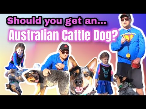 Australian Cattle Dog Right for You and Your Family? Australian Cattle Dog Right for You and Your Family?