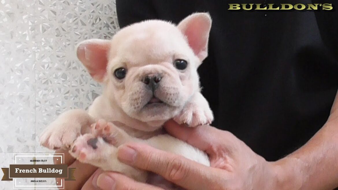 ☆フレンチブルドッグ☆子犬☆ーブサカワ専門犬舎ーBULLDON'S