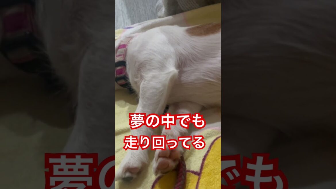 全力ジャックラッセル、昼寝で回復中#ジャックラッセルテリア #犬のいる生活 #寝顔#お昼寝 #shorts