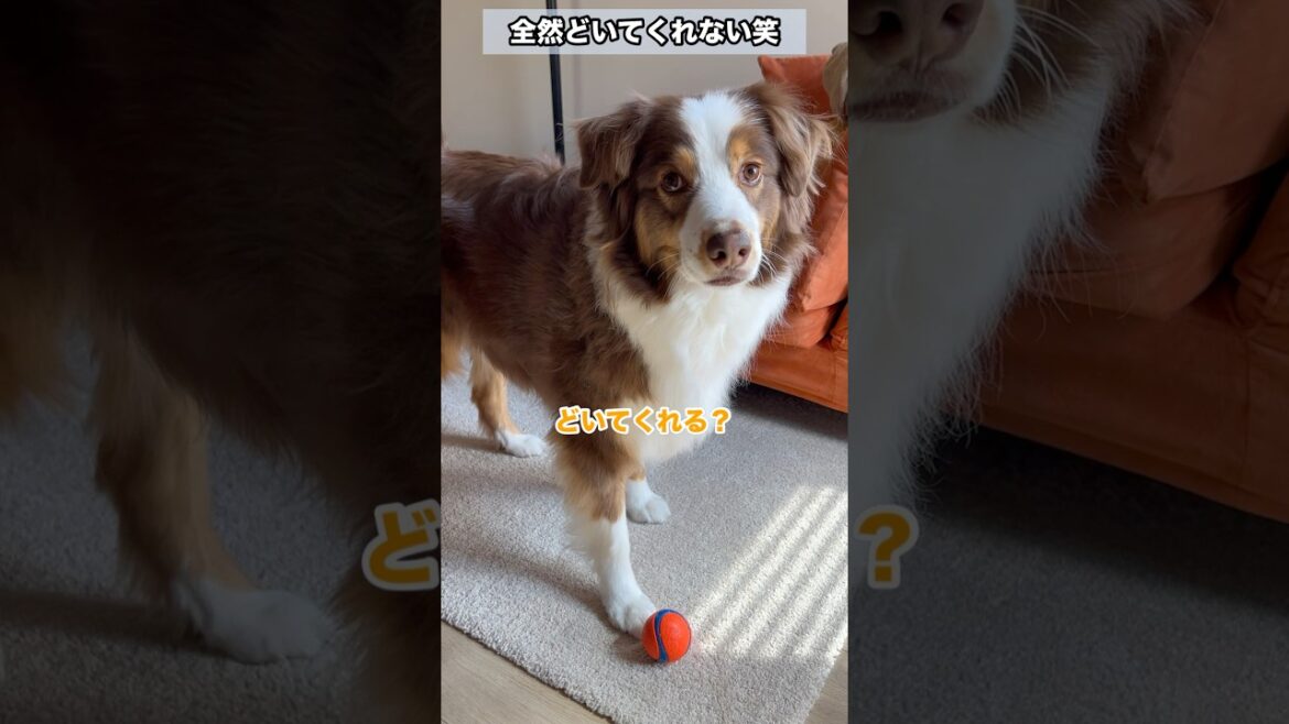 家族順位2位の母の言葉は聞こえない耳をお持ちの大型犬#オーストラリアンシェパード#かわいい犬  #癒し