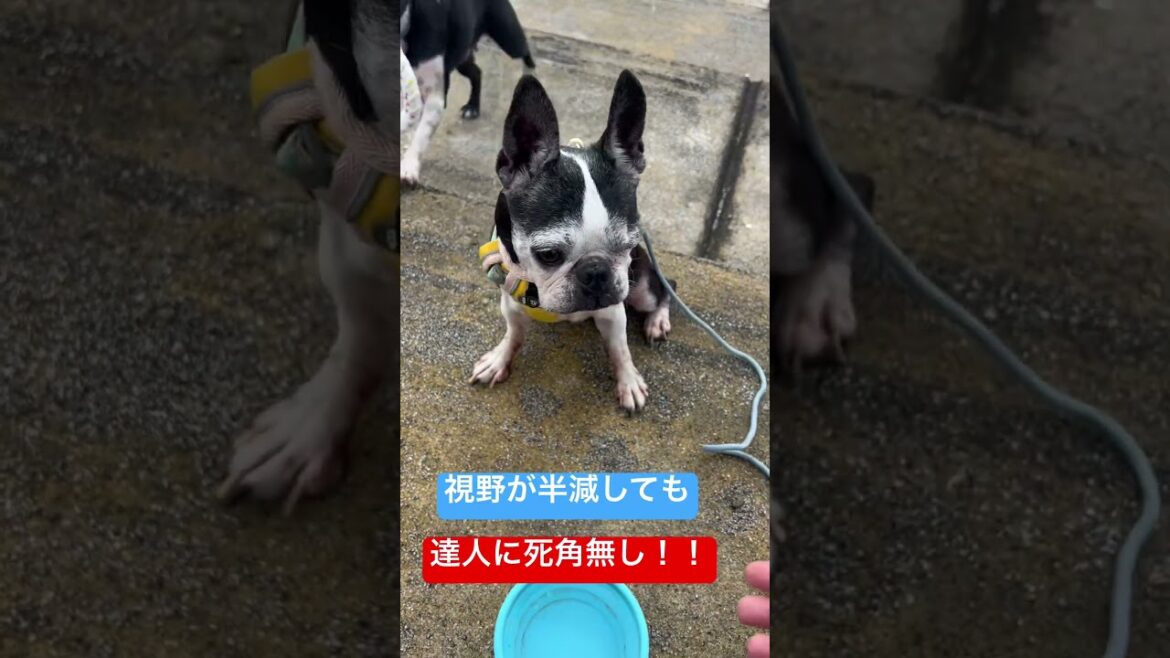メガドックのナベさんか、うちのうめさんか、、という　　#ボストンテリア #うめ #bostonterrier #シニア犬 #闘病中