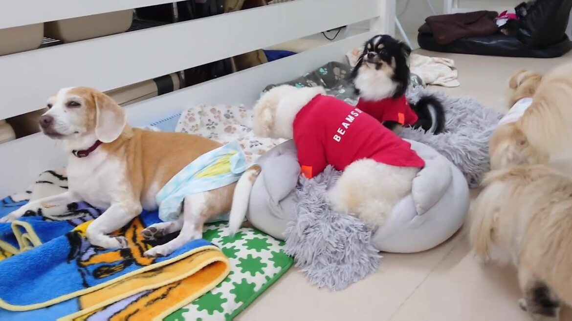 トイプードル＆チワワ姉妹がお泊りで合流　🐶ひみつきちなう！②🐶  2025年8月1日