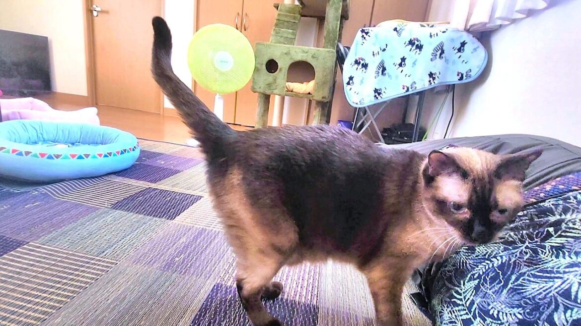 カーペットから畳に敷き替えて横になったらシャム猫が拗ねて横腹に乗って来た🍧
