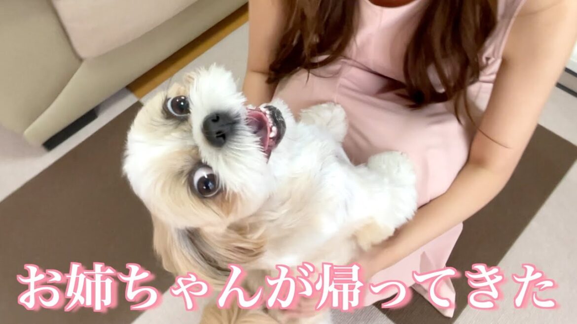 【シーズー】毎回大喜びでお出迎えしてしてくれて、お姉ちゃん幸せ💕