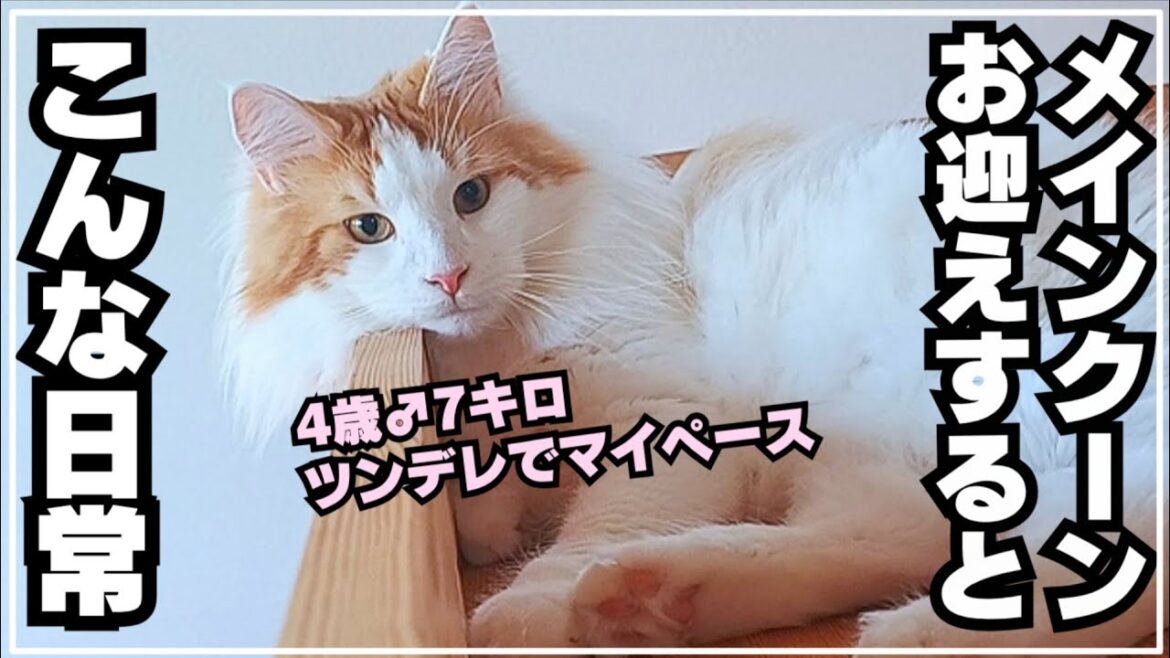 生後48ヶ月の大型猫メインクーンがいるリアルな日常
