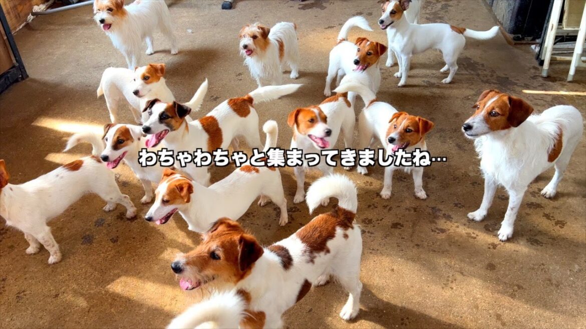 【音量注意】我が家の日常！ジャックラッセルテリアのドッグラン大暴走！！ロングバージョン #ジャックラッセルテリア  #ジャックラッセルテリアのいる生活  #仔犬  #グレートデン