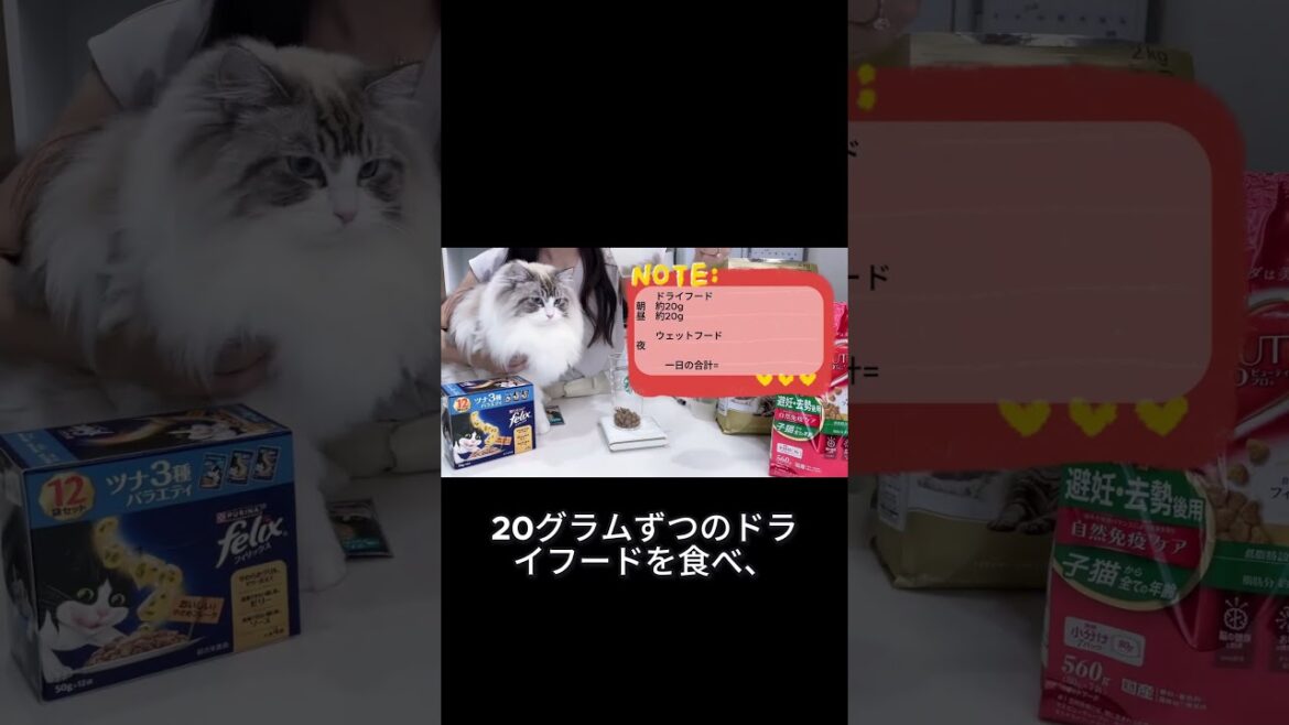 うちのラグドールはどれぐらい食べるの？#ragdoll #ラグドール #cat #猫のいる暮らし  #メインクーン #mainecoon