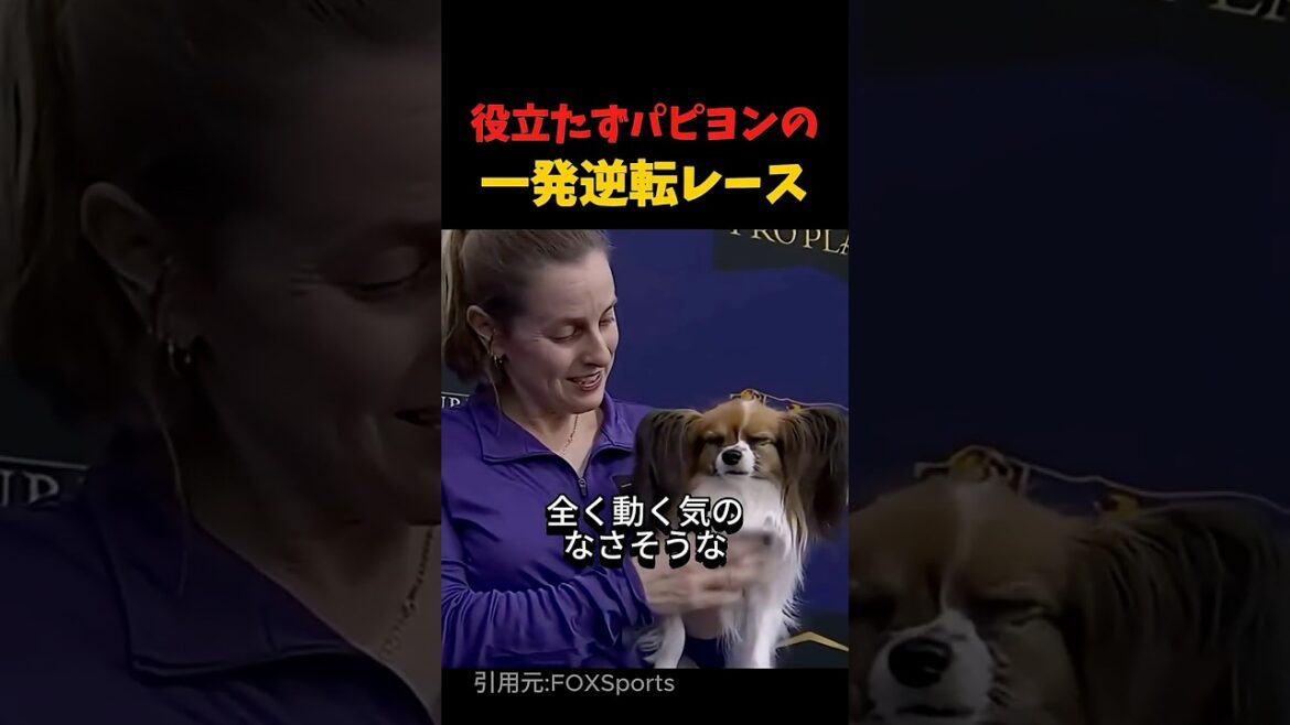 動きたくないパピヨンなのにイギリスのレースで一発逆転！