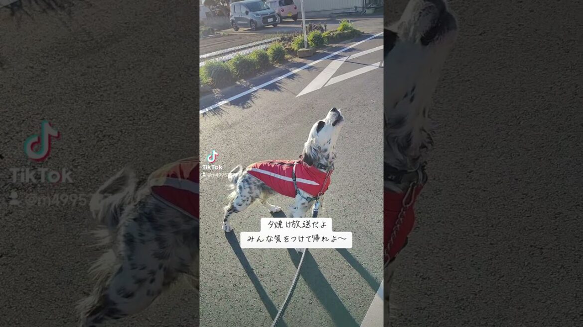 イングリッシュセターの遠吠え #dog #doglover #englishsetter #犬 #犬のいる暮らし #犬のいる生活
