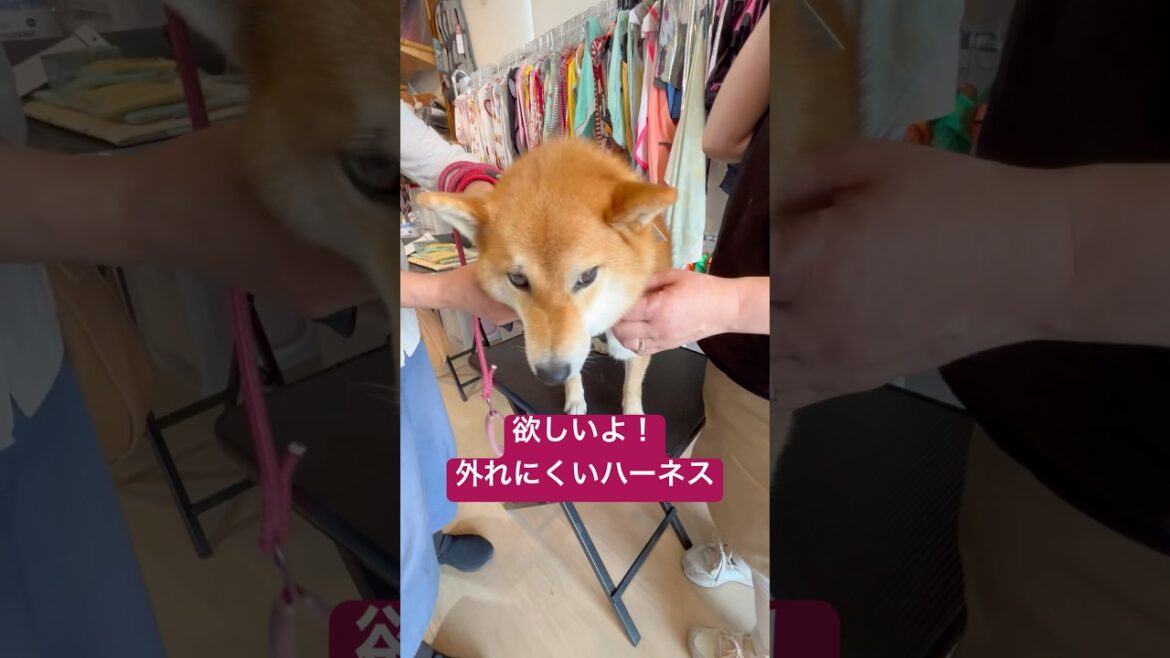 すっぽ抜けないハーネス探しの柴犬に起きたかわいい奇跡！ #柴犬 #柴プー #ペキ柴