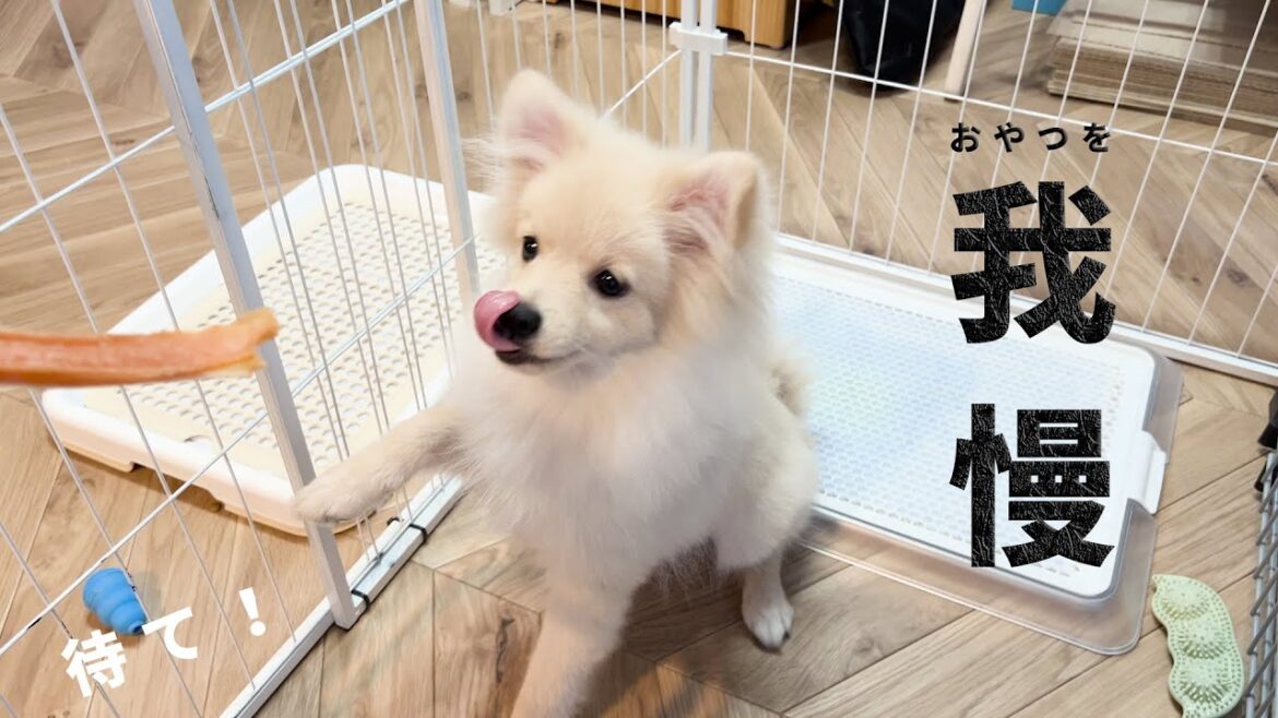 大好きなおやつ…でも「待て」できる？ポメラニアンの挑戦！🐶He Loves Treats, But Can He Wait? Pomeranian Puppy Challenge🐾