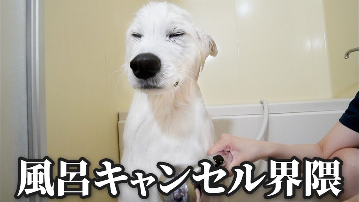 ３ヶ月ぶりの大嫌いなお風呂でついに悟りを開いた犬がこちらです…w