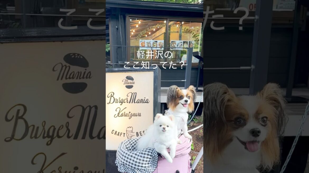 軽井沢 犬店内OK美味しいレストラン #軽井沢犬連れ #軽井沢グルメ　#犬とお出かけ