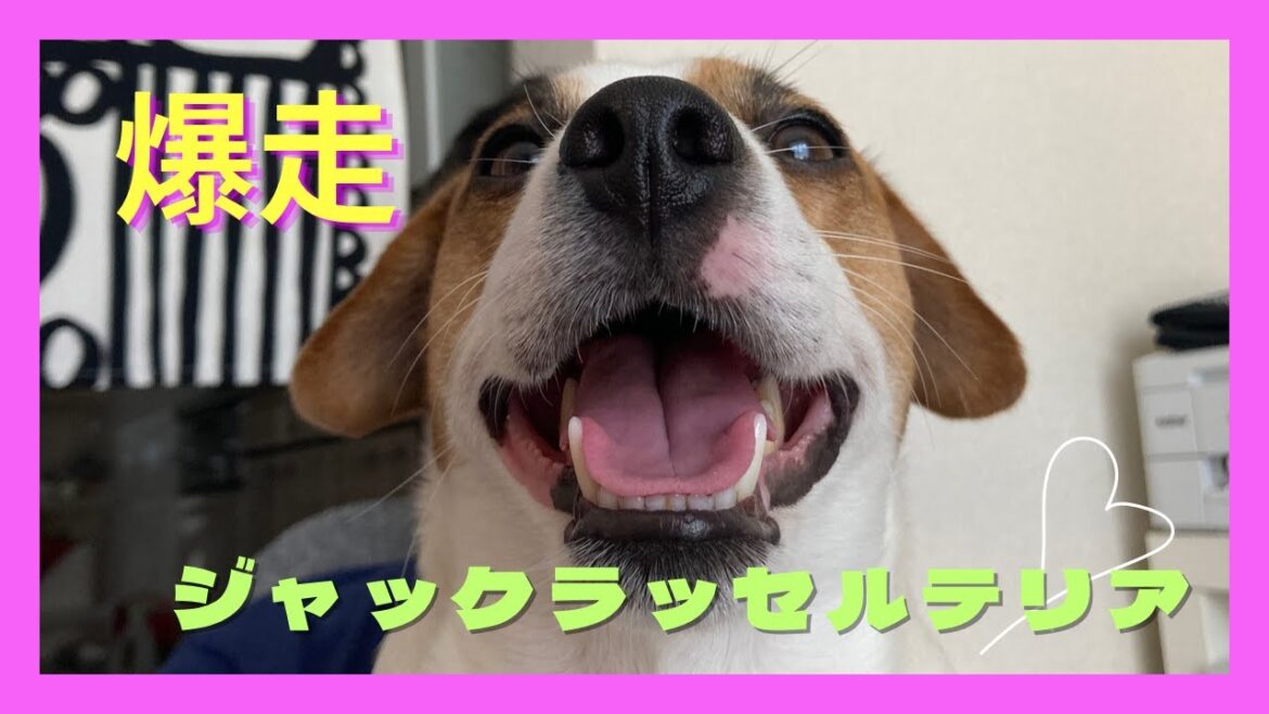 【爽快】ジャックラッセルテリアの驚異的走力！2時間遊び倒したのを4分で　#あしゅらご  #フレブル