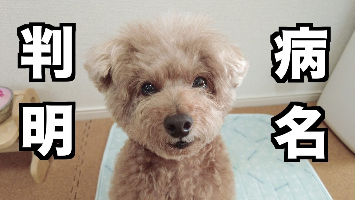 内視鏡検査から2週間。ついに愛犬の病名が分かりました。 内視鏡検査から2週間。ついに愛犬の病名が分かりました。