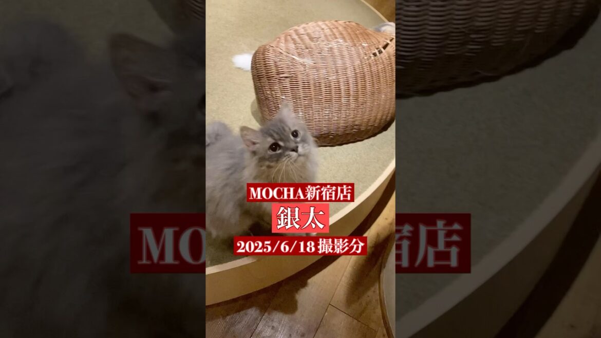 🐱 銀太 🐱　(スクーカム ♂)　MOCHA新宿店　2025/6/18 撮影分　#日替わり猫カフェにゃんこ　#cat
