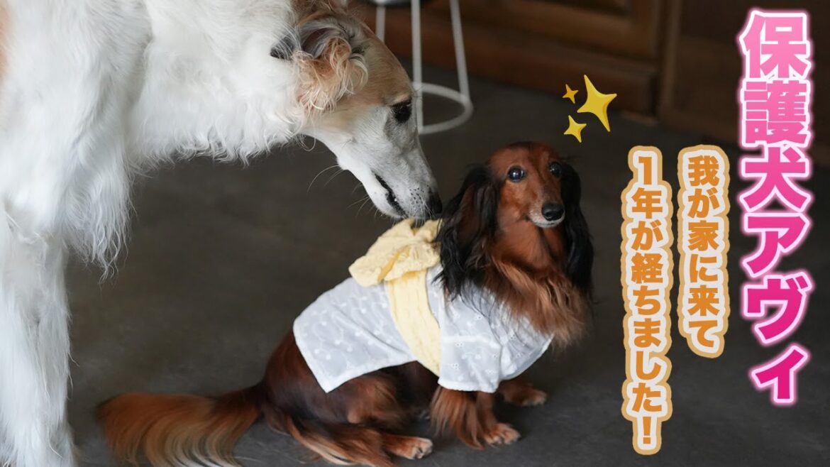 【うちの子記念】保護犬だったアヴィも我が家に来て1年が経ちました！