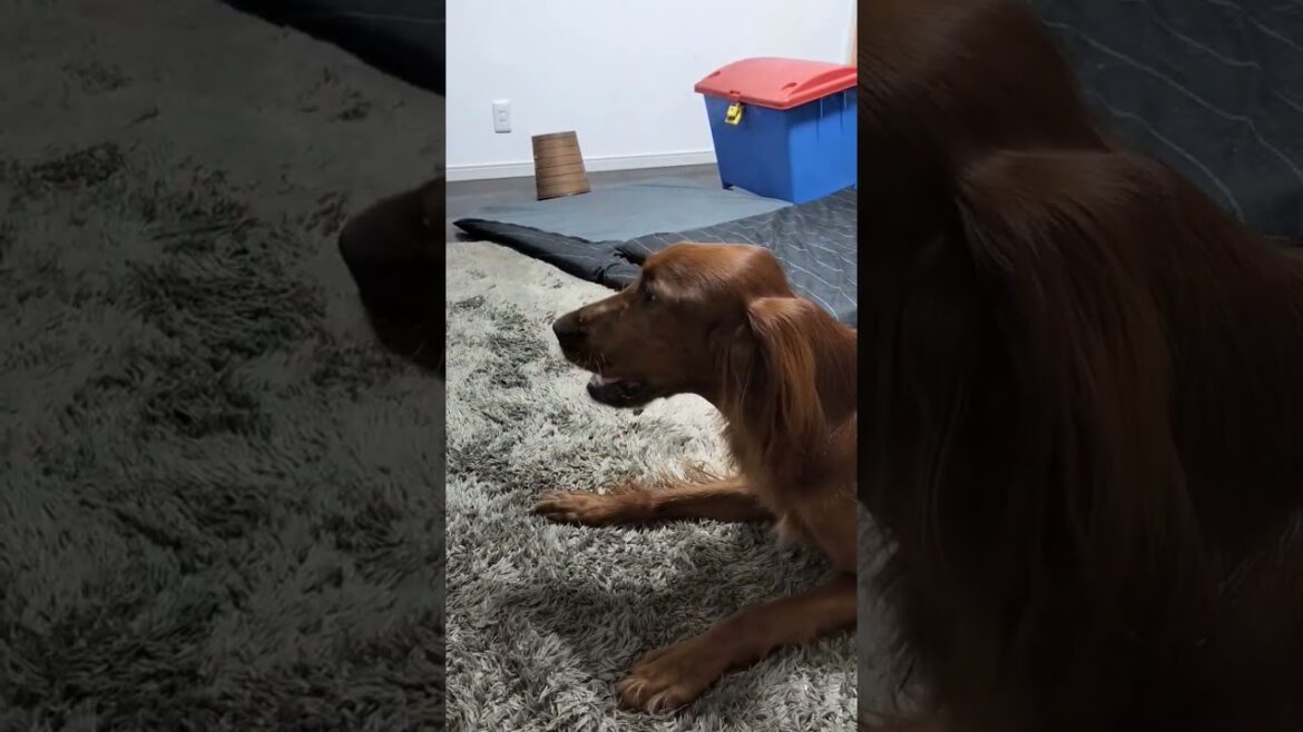 お散歩前の攻防#irishsetter #アイリッシュセッター #大型犬 #犬のいる暮らし #ペット