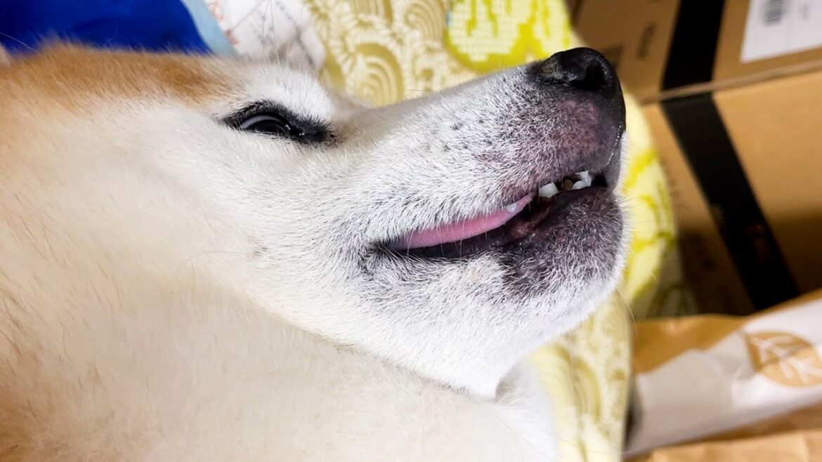 舌のしまい忘れに途中で気づく柴犬 舌のしまい忘れに途中で気づく柴犬