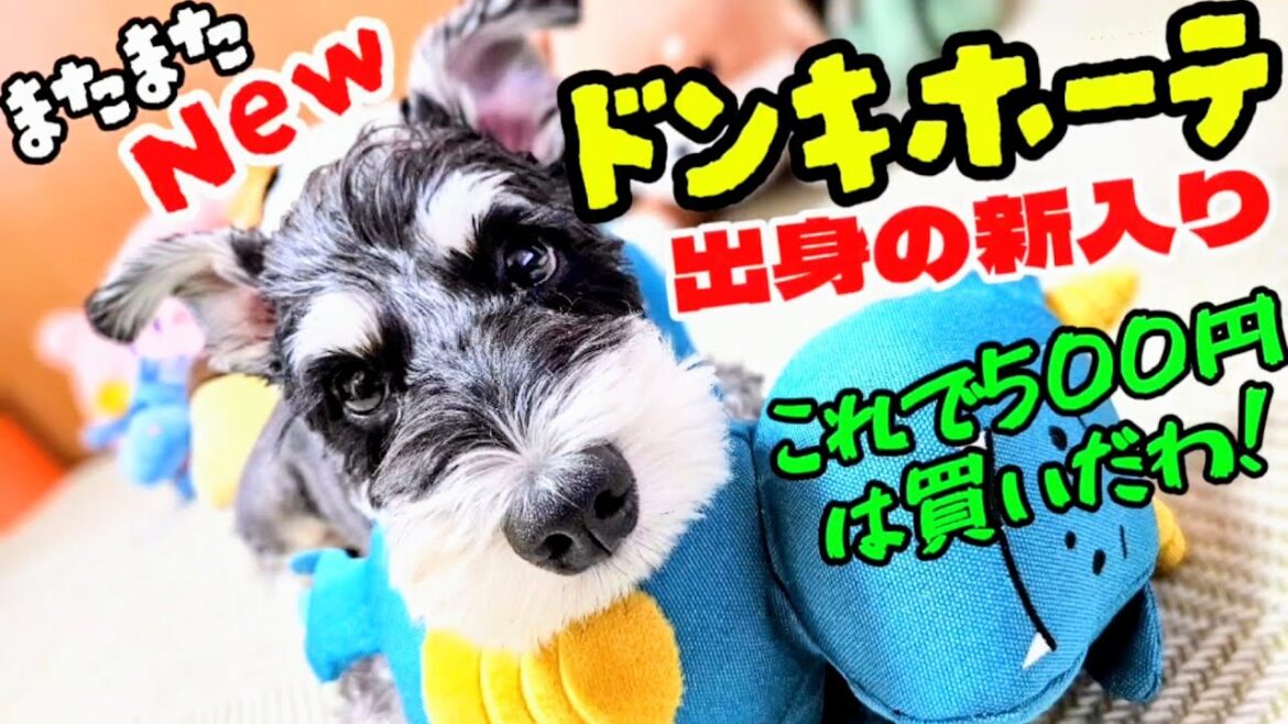 ドンキホーテ出身の新入り!これで500円は買いだわ!#めんまのへや#犬のいる生活#ミニチュアシュナウザー ドンキホーテ出身の新入り!これで500円は買いだわ!#めんまのへや#犬のいる生活#ミニチュアシュナウザー