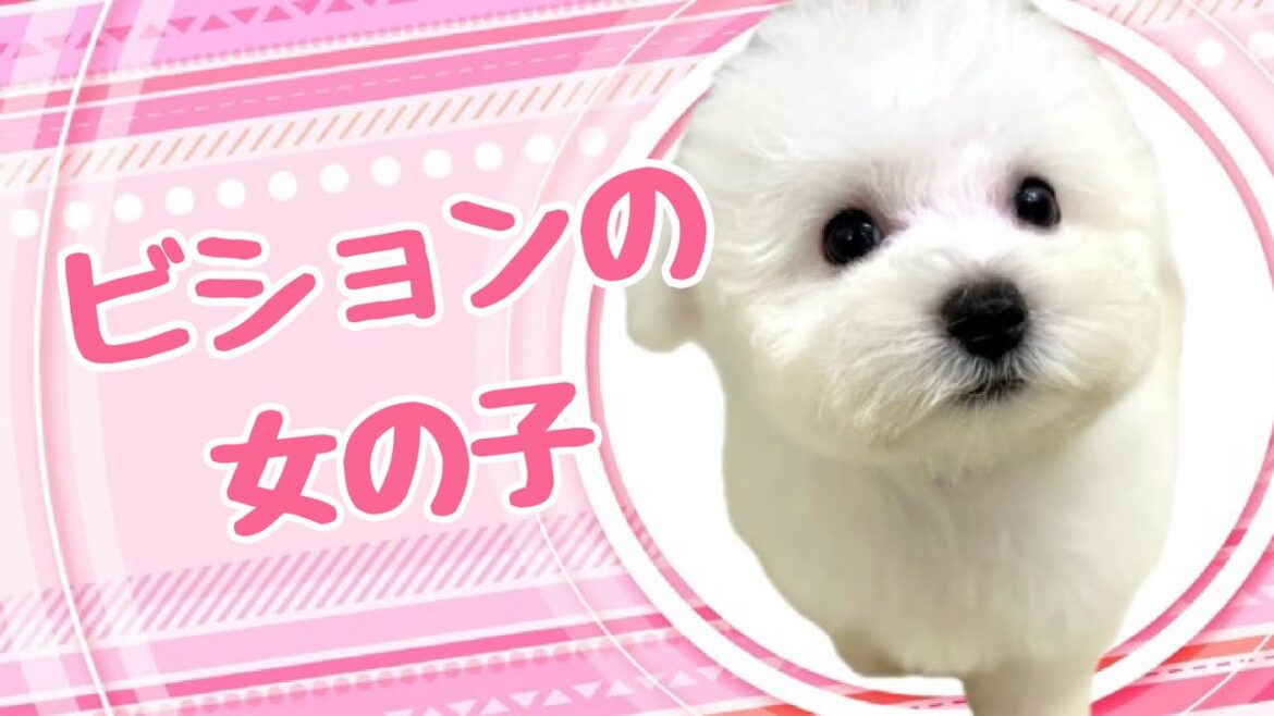 ビションフリーゼの子犬 (中之島) ビションフリーゼの子犬 (中之島)