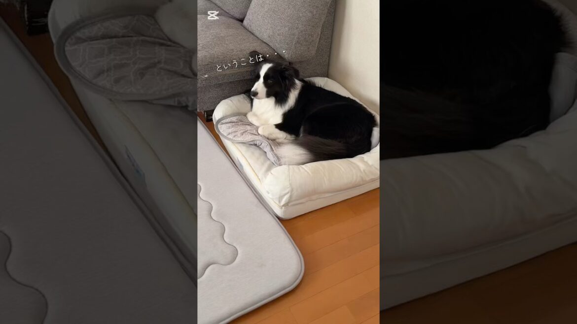 ついに単語だけでやることが理解できるようになりました✨　#shorts #ボーダーコリー #bordercollie #犬 #犬のいる暮らし #puppy #賢い #元気になる動画