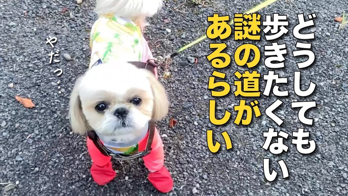 【シーズー】お犬しかわからない、どうしても歩きたくない道があるらしい 〜納涼！お散歩コースの怪〜 www【397】