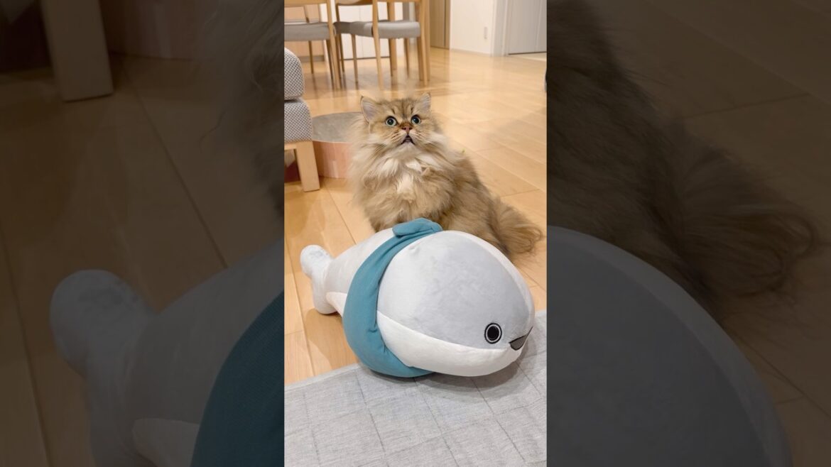 サカバンバスピスと猫 【サイベリアン】 #Shorts