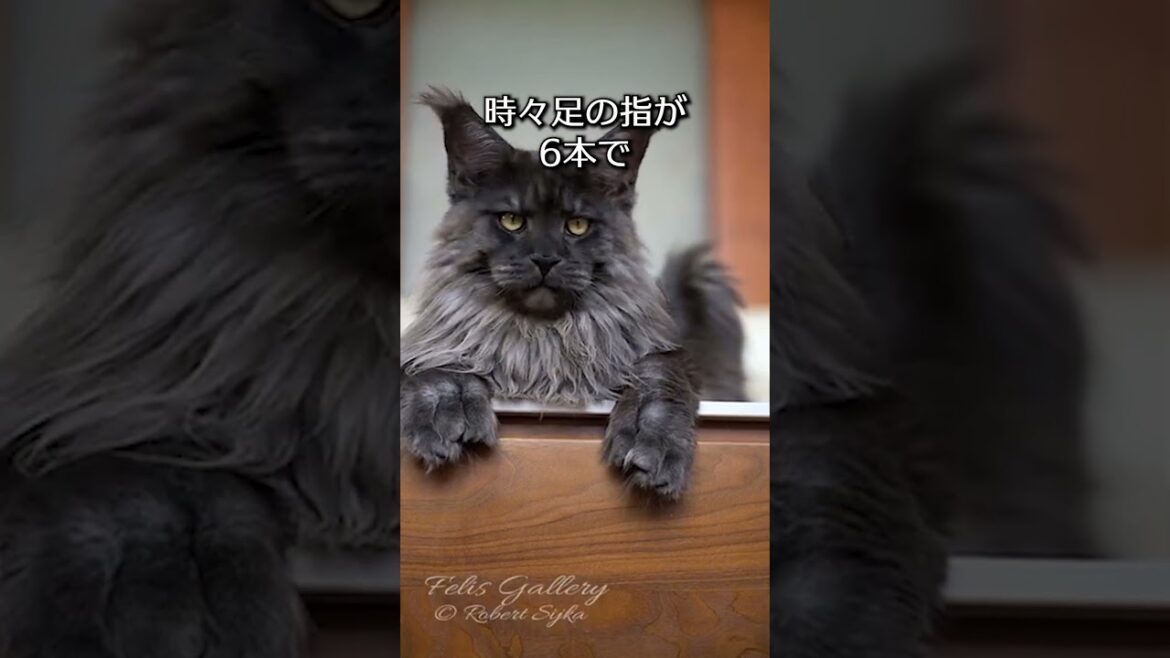 【デカ猫】メインクーンの可愛さがわかる一分解説