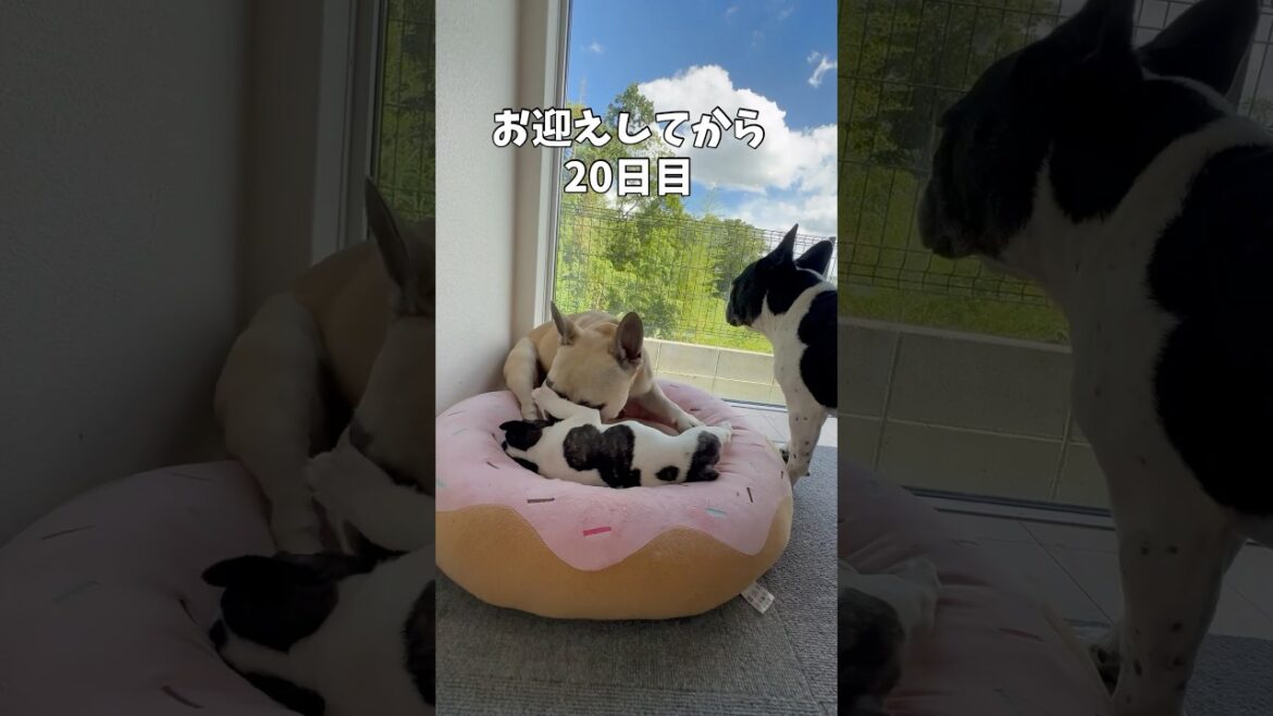 初めて兄ちゃんが遊んでくれた日♡#shorts#shortsvideo #frebull #frenchbulldog #フレンチブルドッグ #フレブル6兄弟 #フレブル多頭飼い