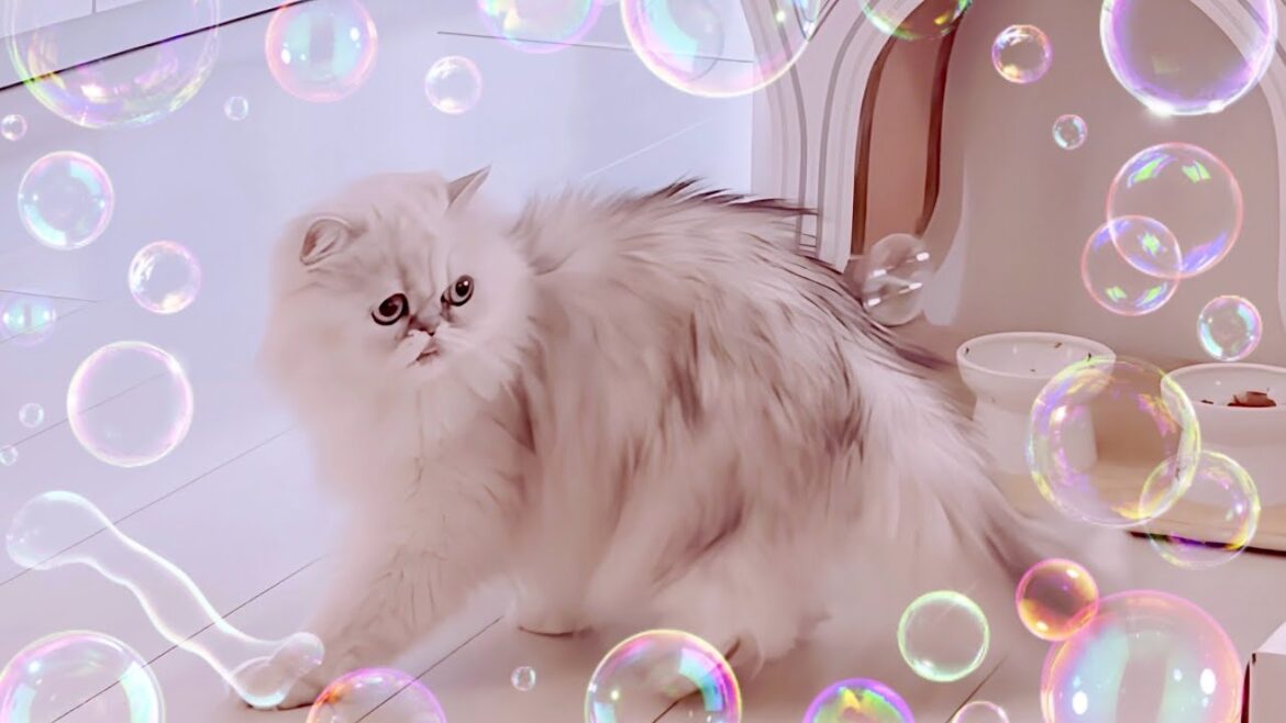 【いつも不安顔な猫】ホンマは誰よりも楽しんでるペルシャ猫😈