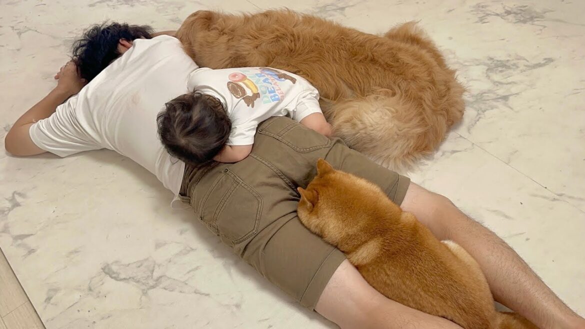 眠くなるとパパの一部と化し始める豆柴とゴールデンレトリバーたちが可愛すぎました...
