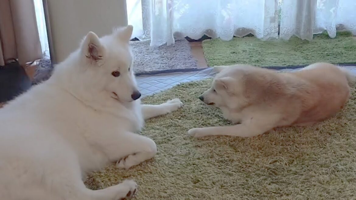 どうしてもキスしたいサモエドVS絶対にされたくない柴犬 どうしてもキスしたいサモエドVS絶対にされたくない柴犬