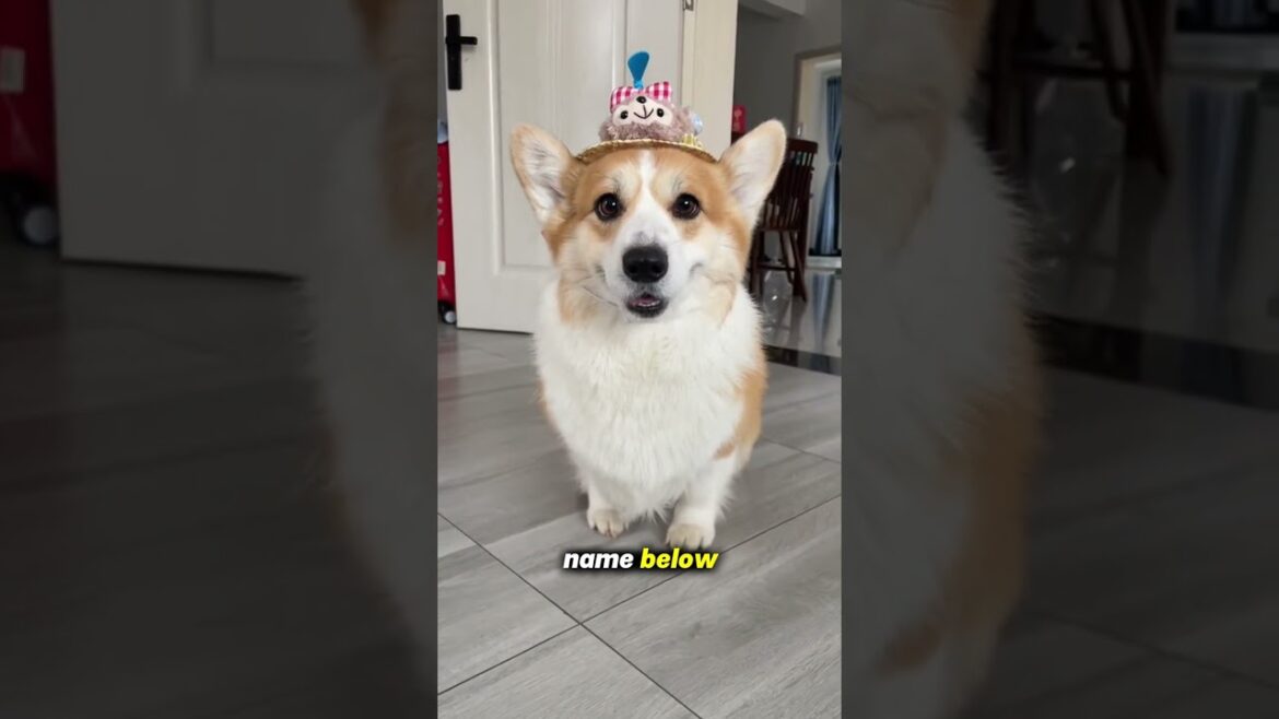 Why Corgis Are the Internet’s Cutest Dogs 🐶 #shorts