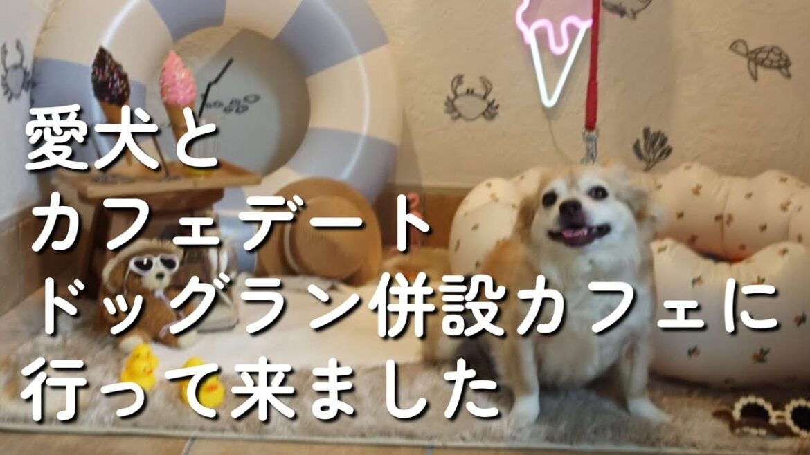 ドッグカフェ最高／犬も一緒に入店できるドックカフェに行って来ました／加賀市塩屋Cafe&DogRun Mou